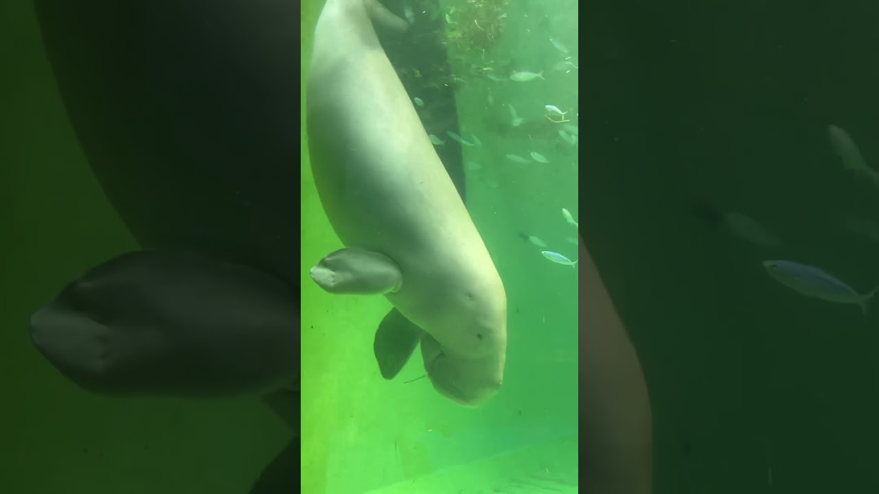 🍽️ジュゴン食事シーンin鳥羽水族館(Dugong)