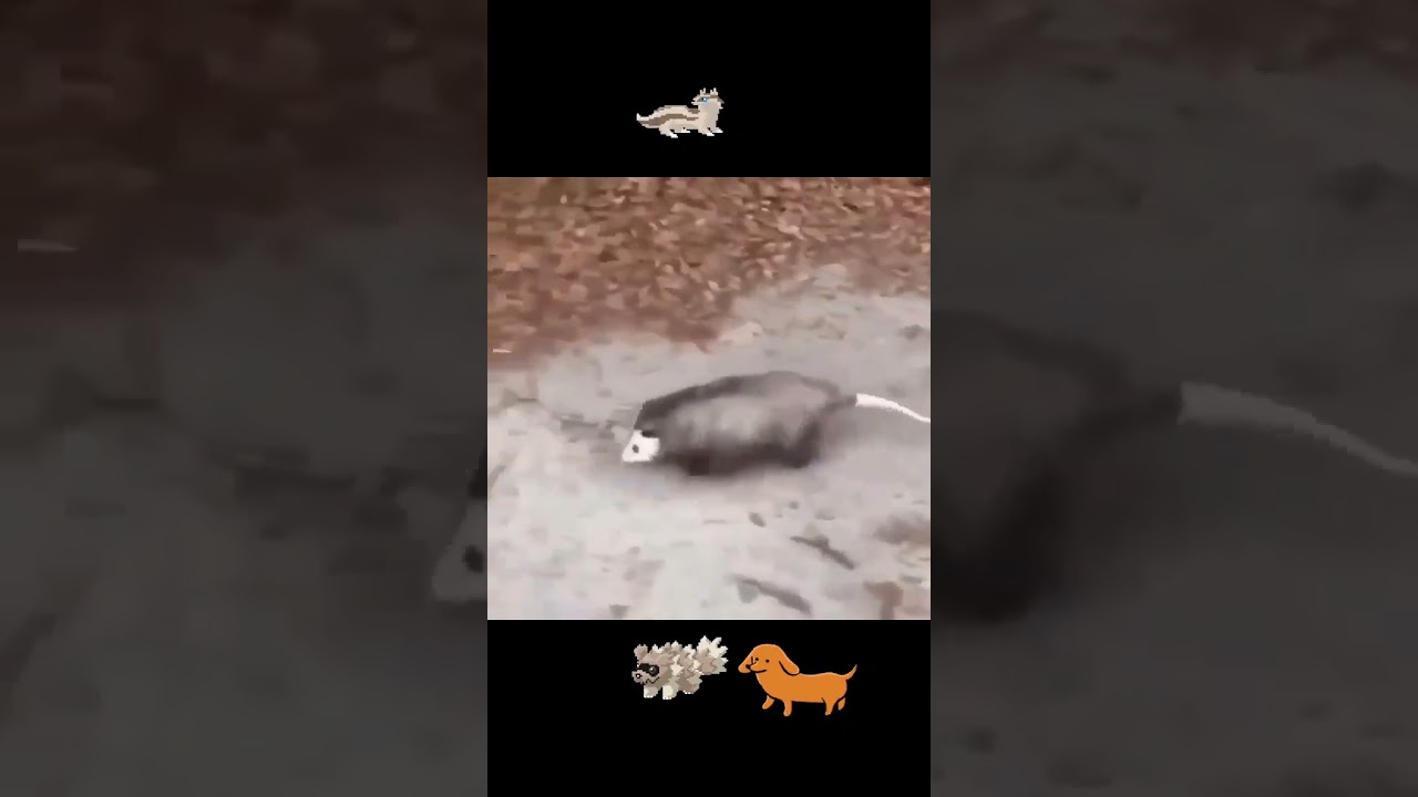 yo puedo caminar #zipzagoon #linoone #Pokemon #hoenn #pokemontiktok #pikachu #caminar