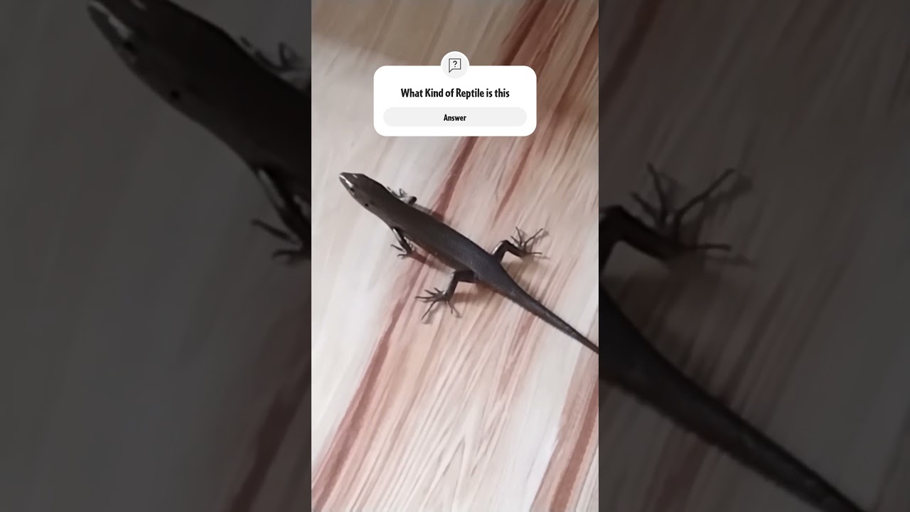 what reptile you've know #reptiles #lizards #animals #houselizard