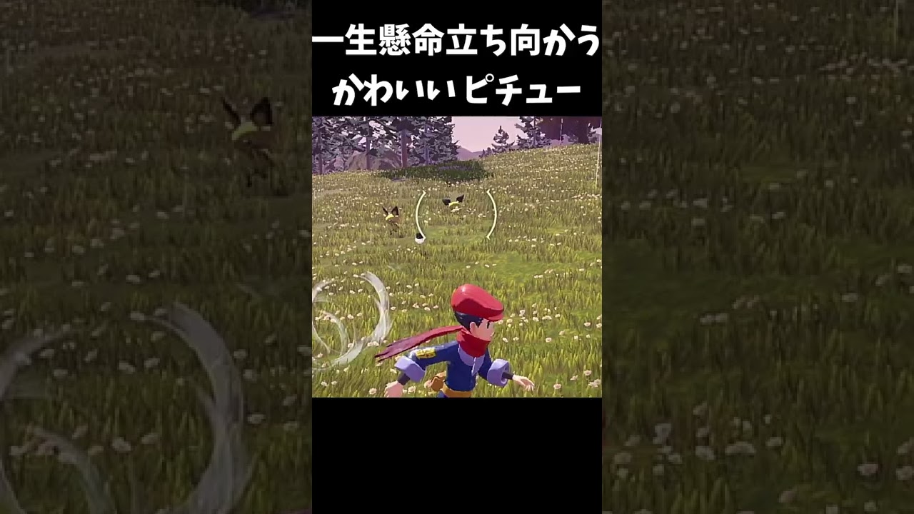一生懸命立ち向かってくる ピチューがカワイイ【ポケモンアルセウス】#shorts
