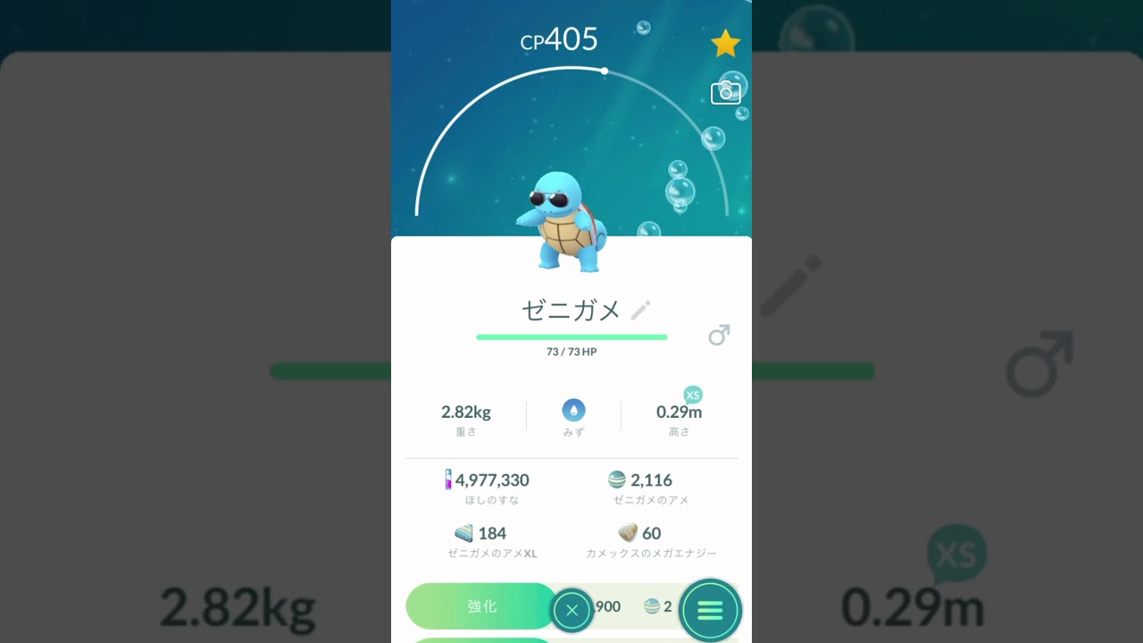 ゼニガメ(サングラス)｜Squirtle(Costume)｜個体値100%【ポケモンGO】