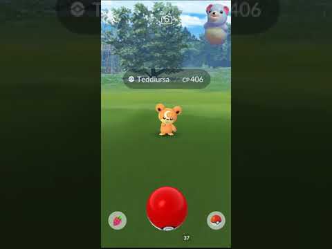 Pokémon Go [ 🧸🧸🧸 ] Teddy Bear ~ Teddiursa : ヒメグマ : Himeguma™ chịu đựng