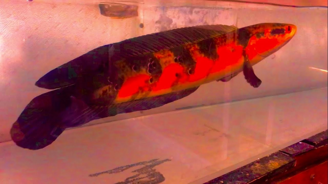 チャンナ・メラノプテルス　ギラティナちゃん　エサやり　part1009