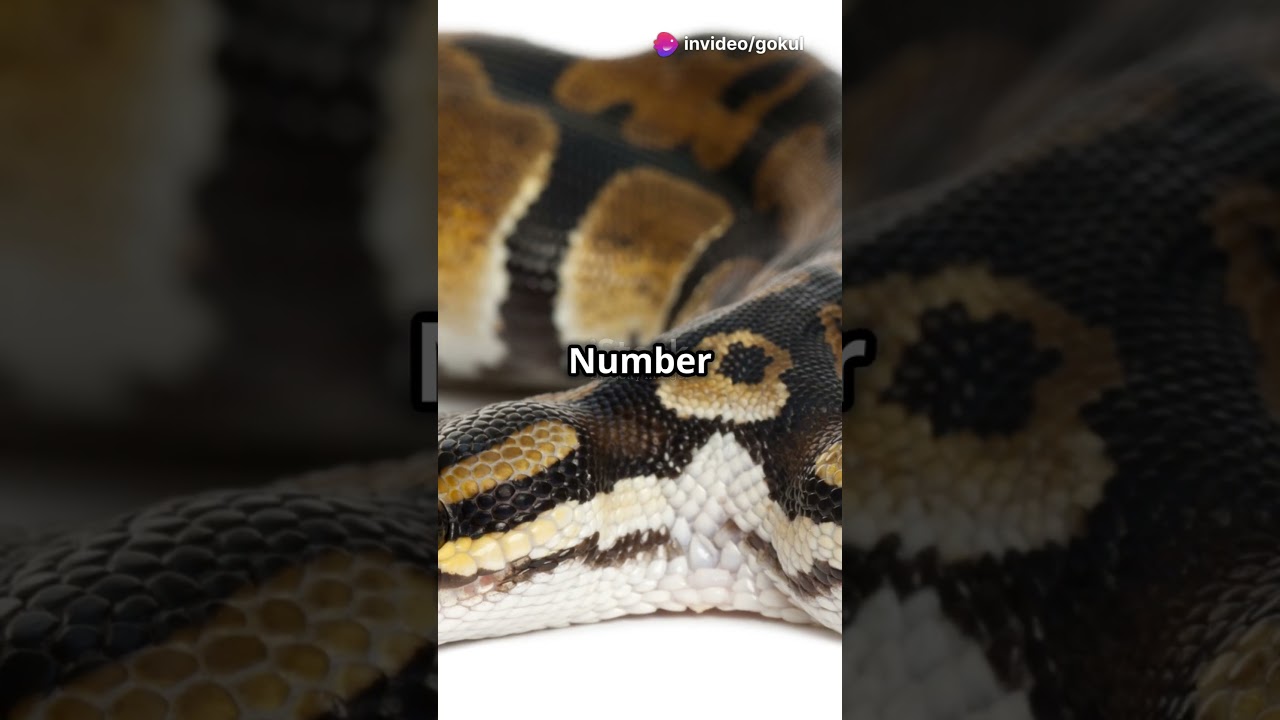 Top 5 Mutated Animals in the World!  .                    .