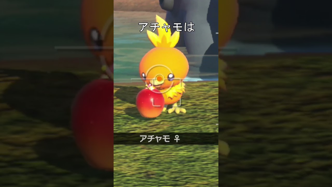 アチャモに、りんごをあげると、、　#ポケモン #ポケモンスナップ #アチャモ