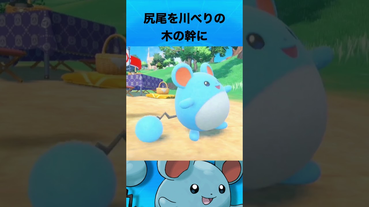 マリルについて #ポケモン #マリル