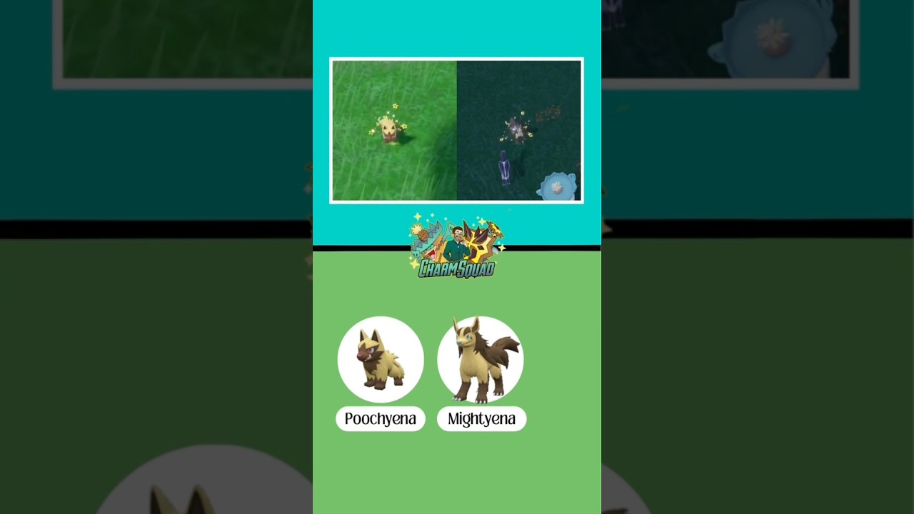 Shiny Poochyena & Mightyena✨ #shinygrind #pokemon #pokemongo #shinyhunting #shinypokemon #shiny