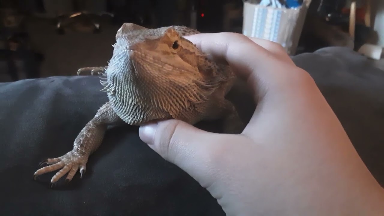 Bearded dragon Wendy chilling