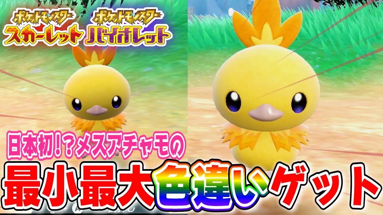 【ポケモンSV】日本初！？♀最小最大色違いアチャモを揃えてみた！！