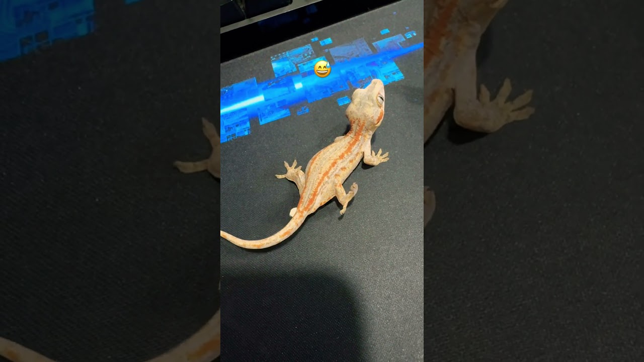 #gargoyles #reptiles #gecko #守宮 #守宮日常