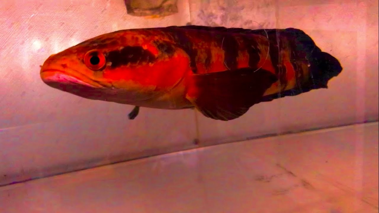 チャンナ・メラノプテルス　ギラティナちゃん　エサやり　part1021