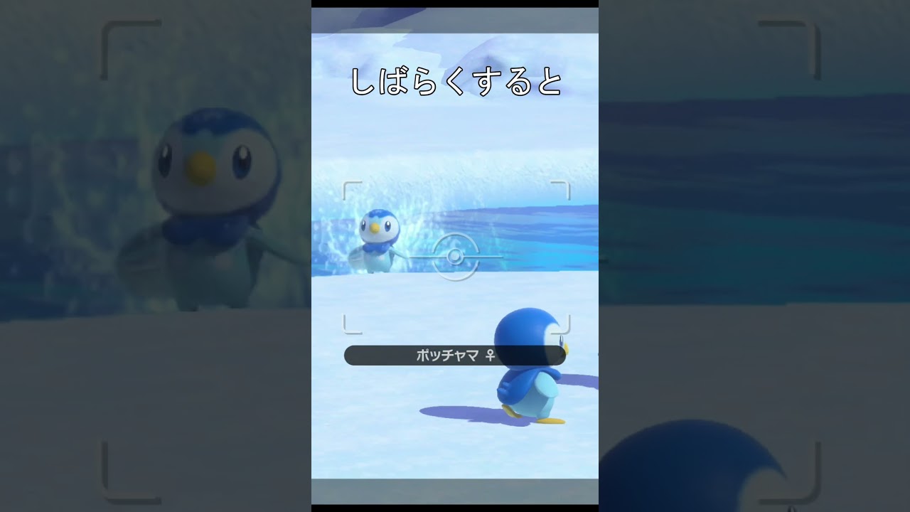 可愛いポッチャマ #ポケモン #ポケモンスナップ #ポッチャマ