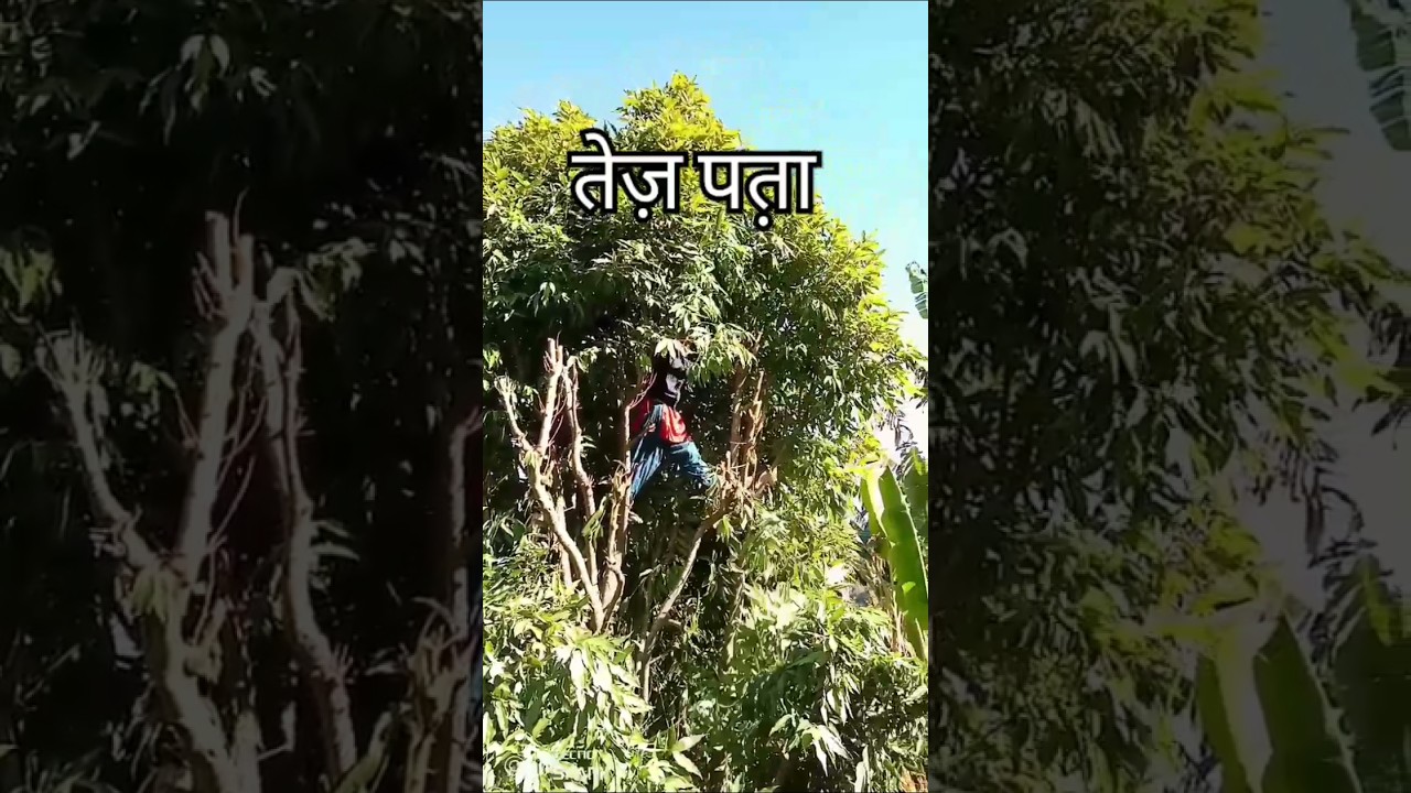 BAY LEAVES #uttarakhand #villagelife #gaon #shorts