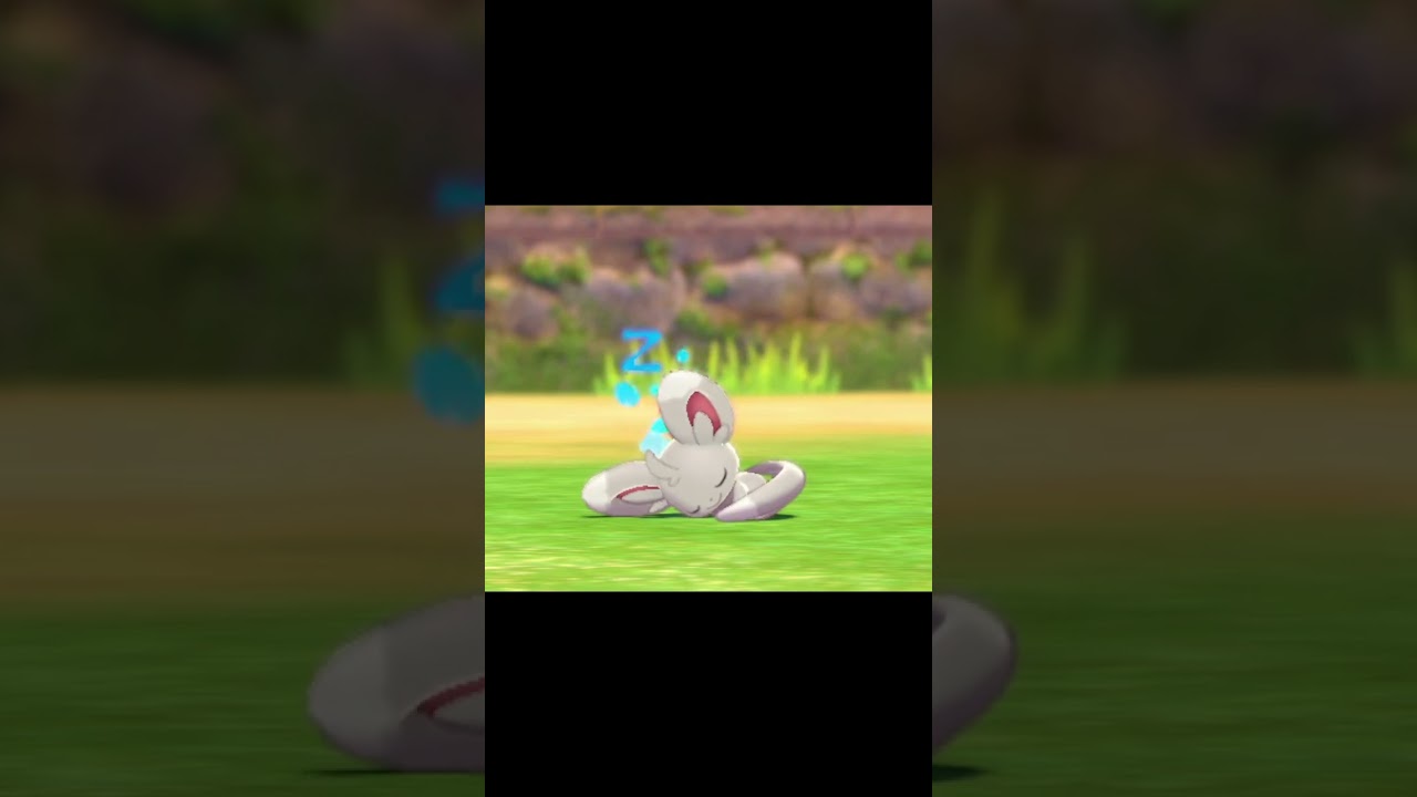 寝ているチラーミィ　#Shorts