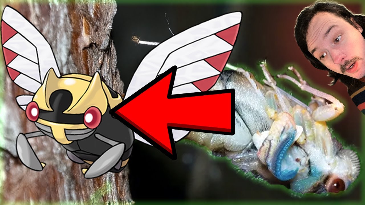 The Real Bugs Behind Hoenn Pokemon