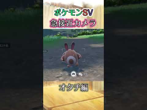 【ポケモンSV】オタチが近づいてくるだけの動画 #ポケモン #ポケモンsv #オタチ #shorts