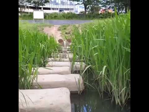 파르빗 ( Bunnelby ) ホルビー ( 掘掘兔 )