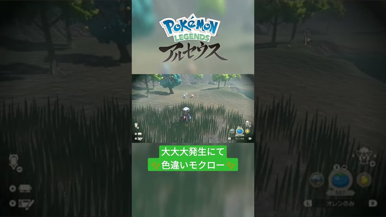 【色違い】Pokémon LEGENDS アルセウス『モクロー』大大大発生にて色違い✨ #shorts