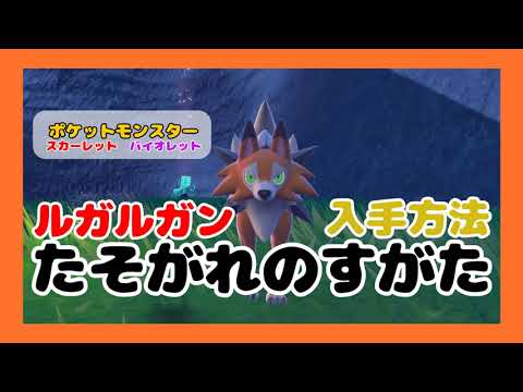 ルガルガン たそがれのすがた入手方法 出現場所【ポケモンSV】【スカーレットバイオレット】 #ポケットモンスタースカーレットバイオレット  #ポケモンsv イワンコ マイペース