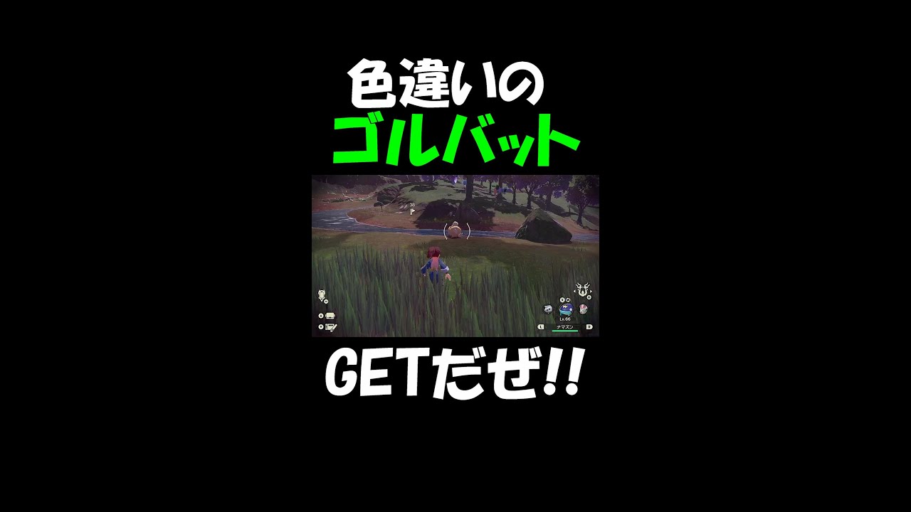 色違いのゴルバットをGET!!【アルセウス】#shorts
