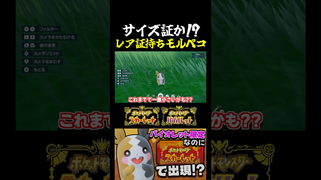 【ポケモンSV】ちっさいモルペコはレア証持ち!?本来バイオレット限定のモルペコをスカーレット版で色証厳選!!【切り抜き】【色違いポケモン】【色違い厳選】#shorts