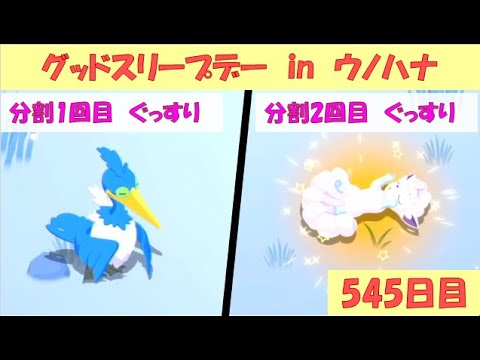 【ポケモンスリープ】グッドスリープデー in ウノハナ雪原　2日目（2025/1/14　545日目）