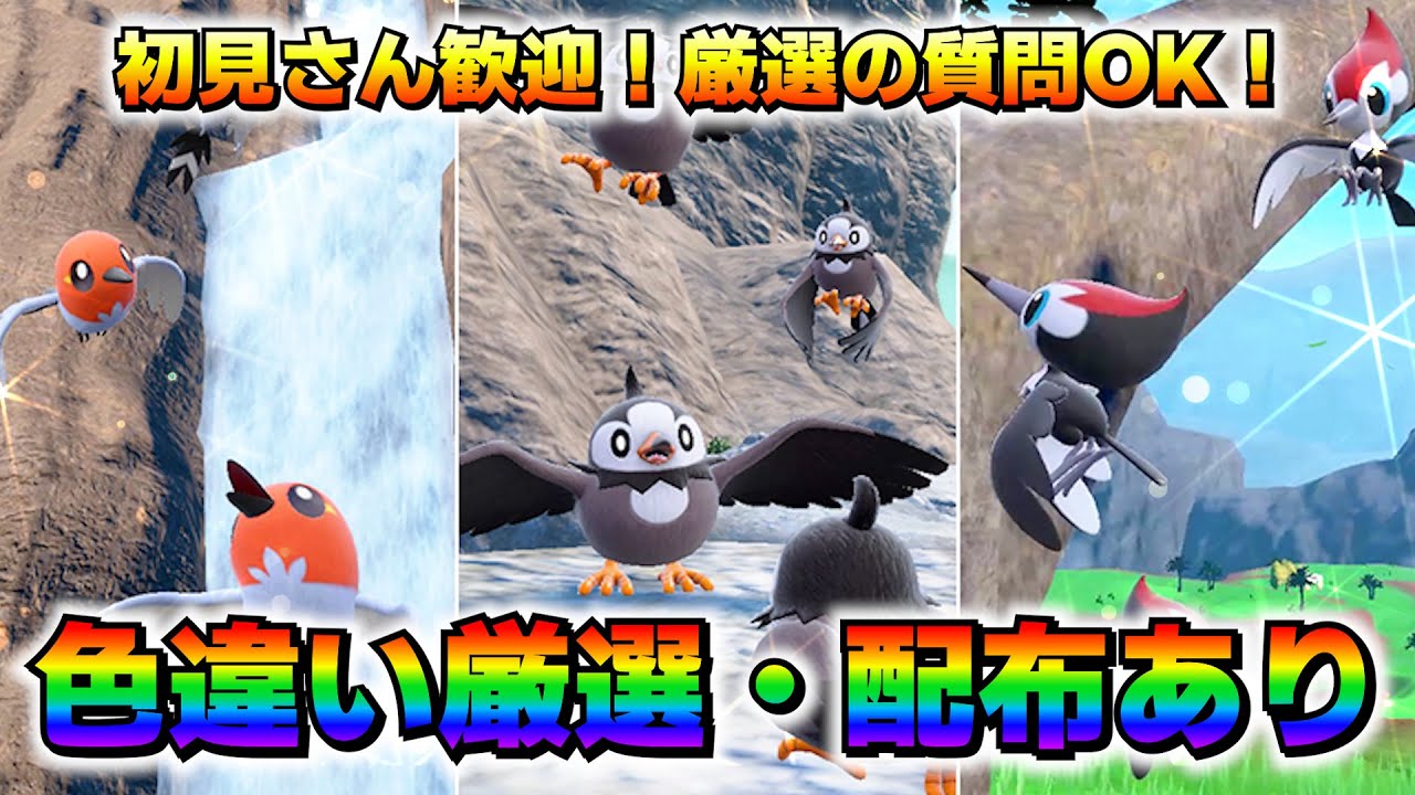 【配布あり】大量発生イベントでヤヤコマを忘れていた件【ポケモンSV】