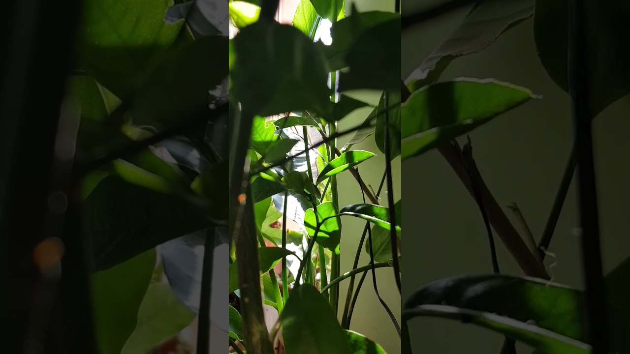 Часть 2. Чай из листьев лимона | Tee aus Zitronenblätter #чай #цитрусы #лимон #листья_лимона