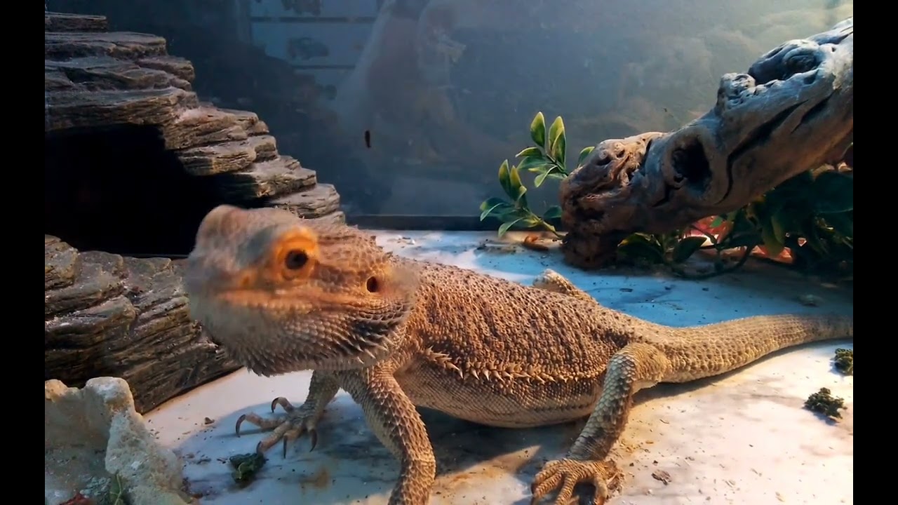 Emmett the bearded dragon