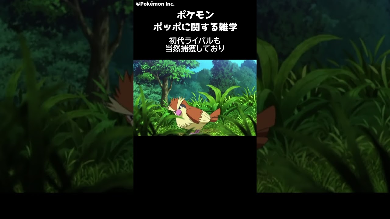 ポケモン 1分でわかるポッポに関する雑学・豆知識 Pokemon #ポケモン #pokemon #ポケットモンスター