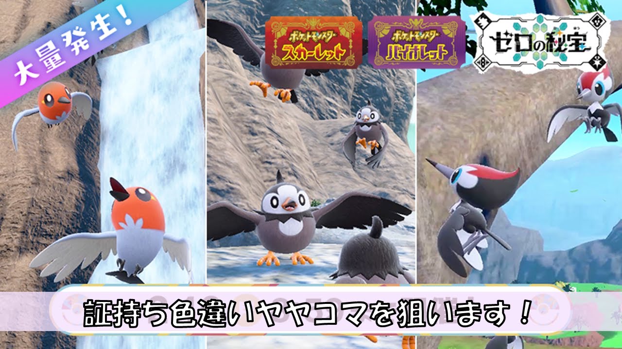 イベント大量発生で証持ち色違いヤヤコマ狙います！【ポケモンSV】【初見、コメント歓迎】