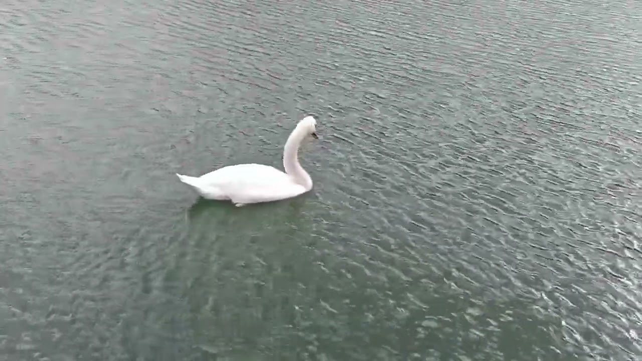 Mid quality footage of a Kalosian Swanna