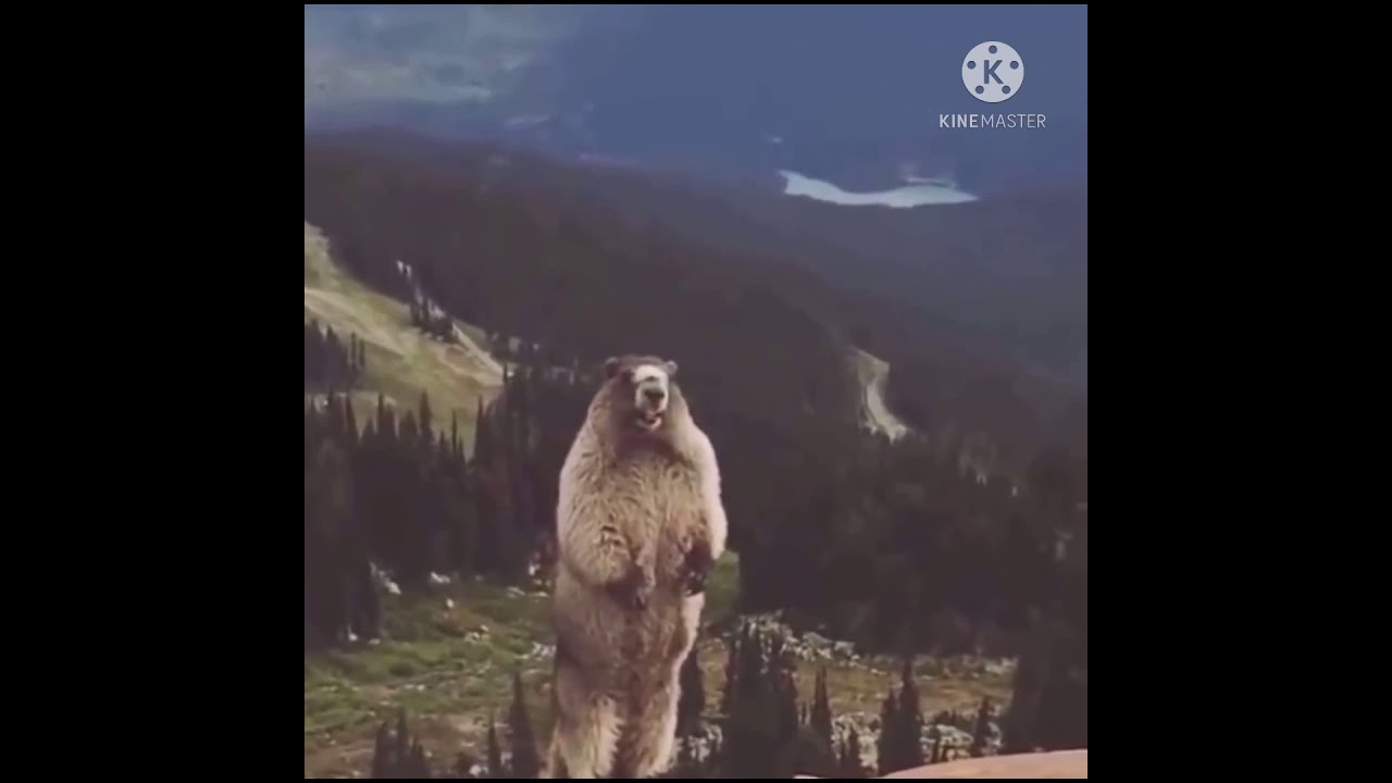 ヒョウコ(アローラの姿)
