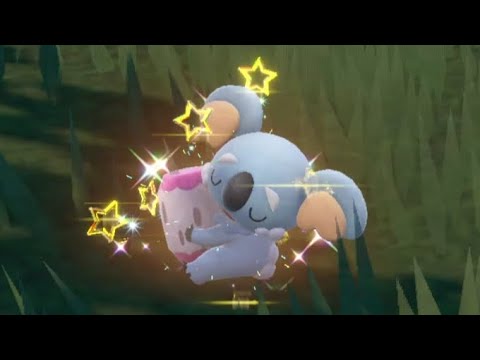 色違いネッコアラ