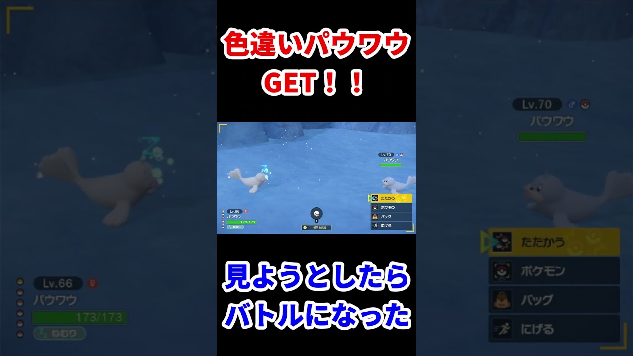 まさかの色違いだったのね！色違いパウワウGET #shorts #ポケモンsv実況 #色違いポケモン