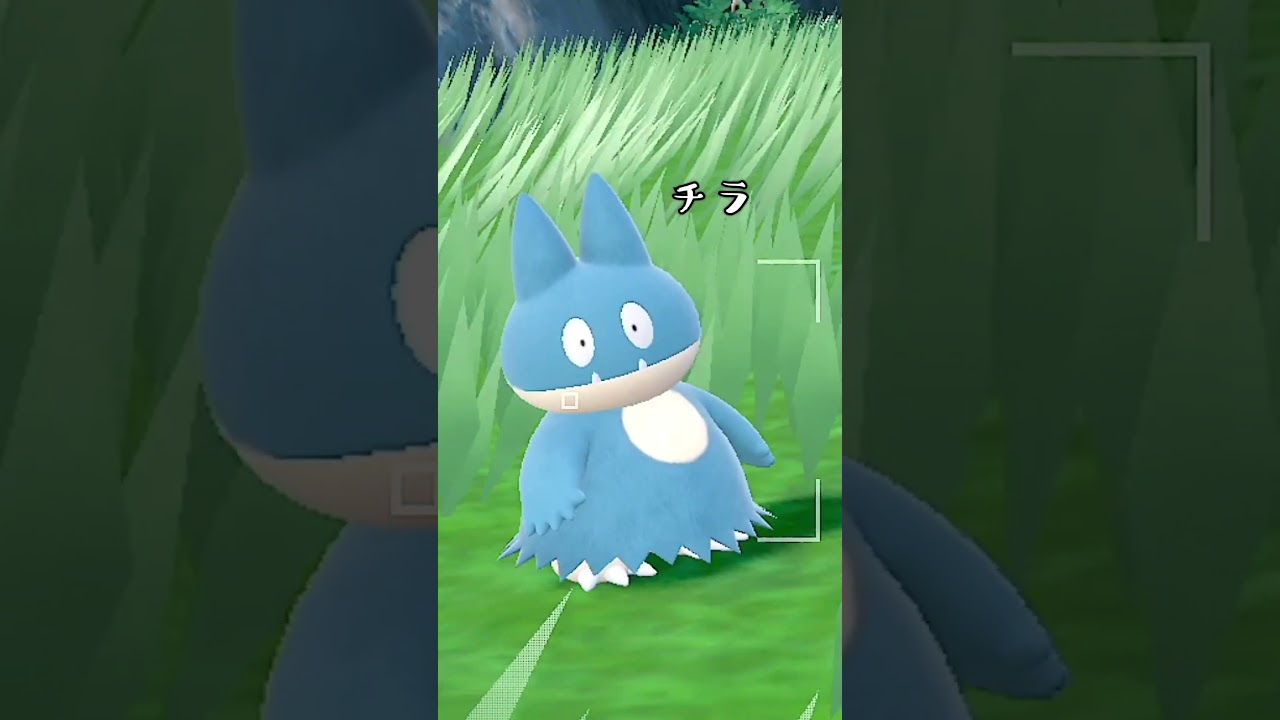 チラチラ見てくるゴンべが可愛すぎるｗｗｗ【ポケモンSV】