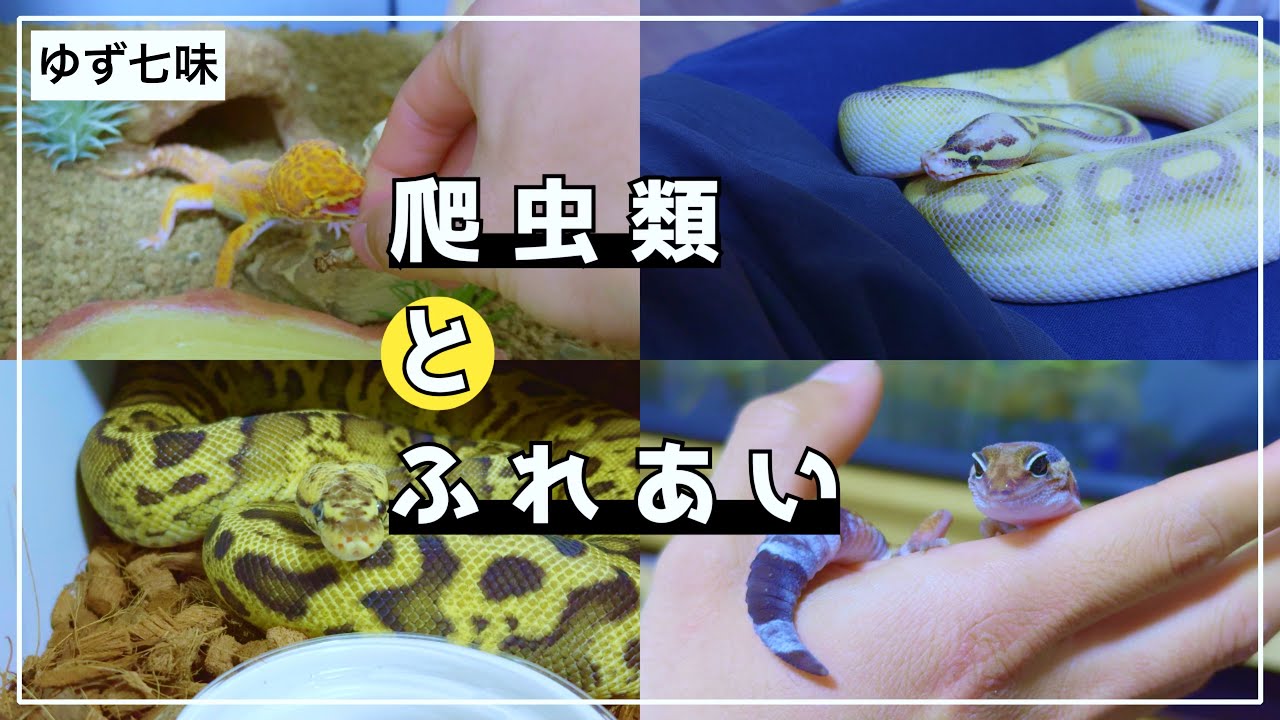 【爬虫類飼育】トカゲとヘビが可愛くて仕方がない野郎。