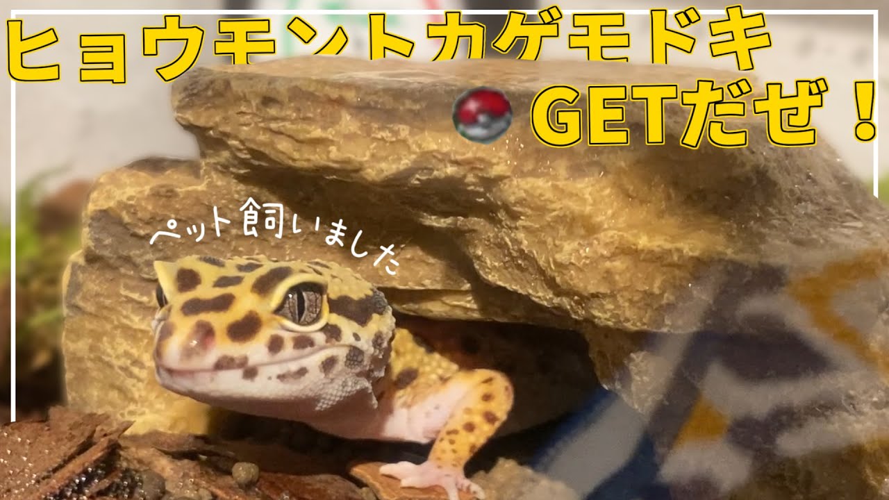 【レオパ】新しいペットを飼いました🦎