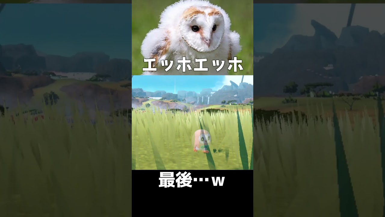 モクローもメンフクロウらしいよ　#エッホエッホ #ポケモンSV #shorts 【モンエナ君】