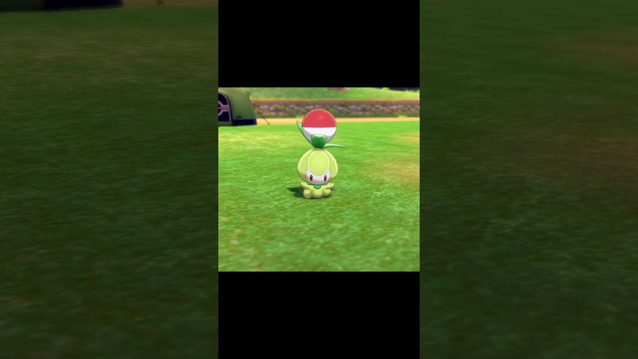 ボールを持って駆け寄ってくるチュリネ　#Shorts