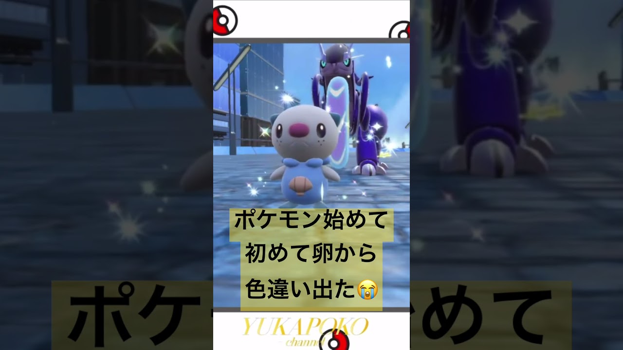 色違いミジュマルゲット👍4月2日（日）配布会にて配布します‼️#ポケモンsv  #ポケモン配布