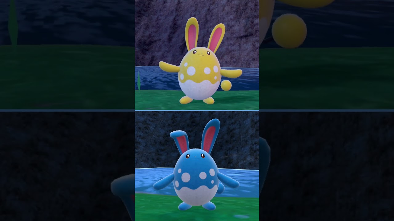 #マリルリ  #ポケモン  #azumarill  #pokemonscarletandviolet