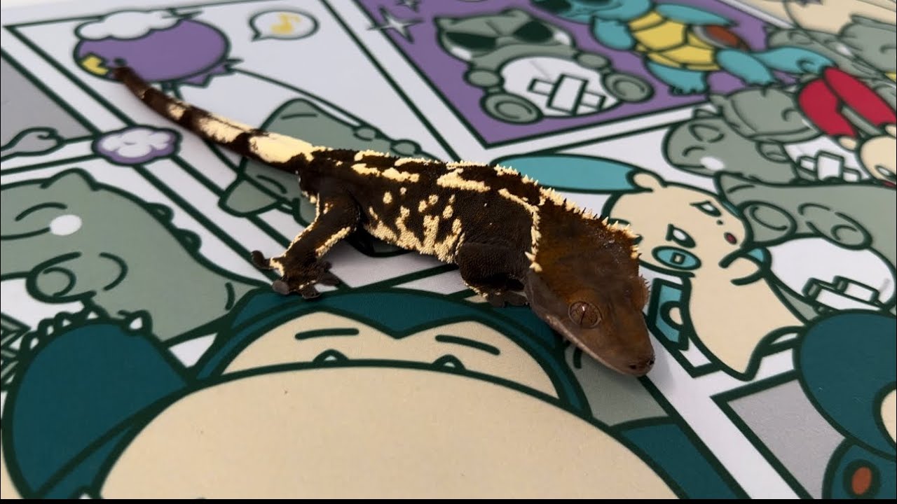 All My Crested Gecko Breeders for 2025 So Far