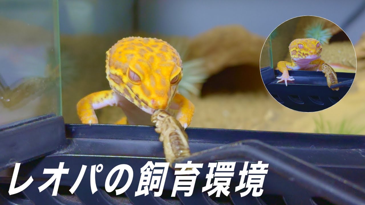 【ヒョウモントカゲモドキ】レオパの飼育環境を紹介！