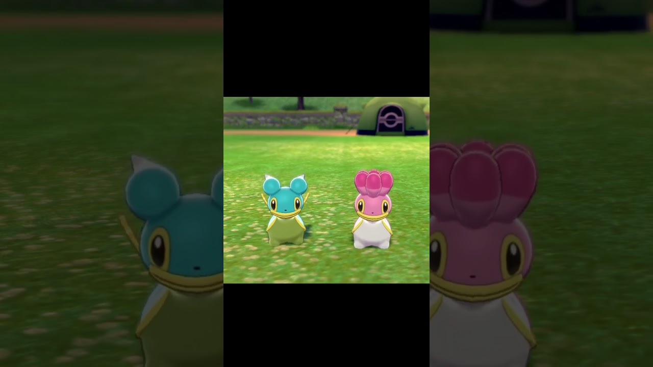 駆け寄ってくるカラナクシ　#Shorts