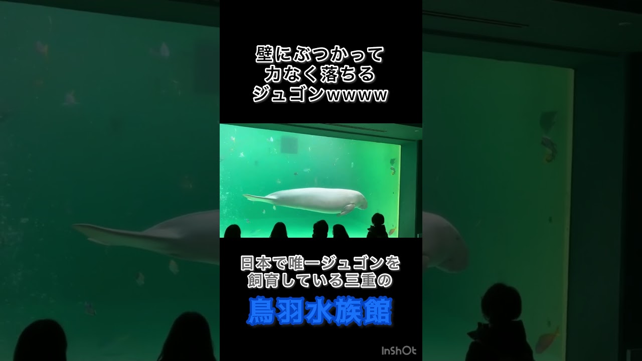 ジュゴンかわいかった