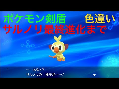 【#ポケモン剣盾】色違いサルノリが進化してさらに進化しました Pokémon sword shield