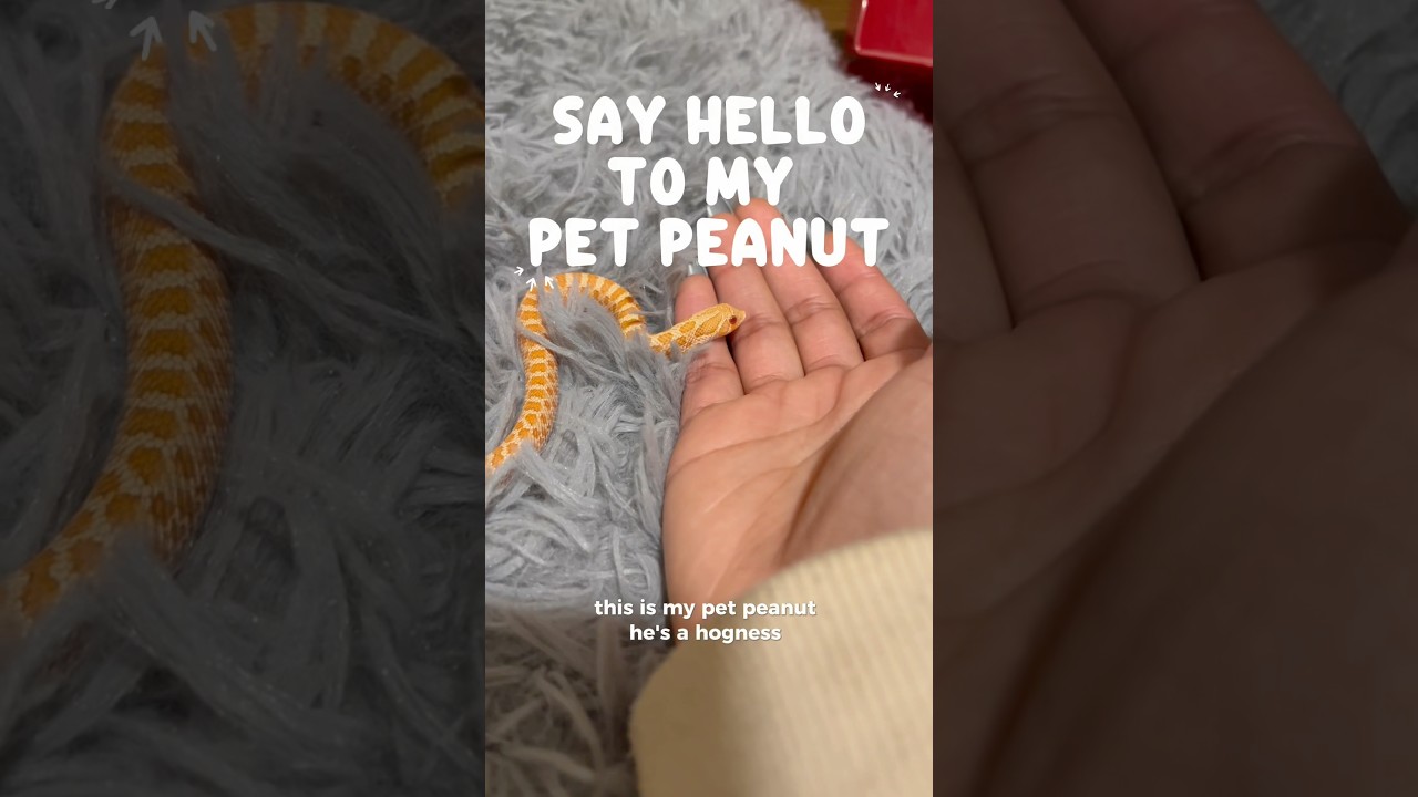 Say hi to my little guy Peanut!! 🧡 #hognosesnake #youtubeshorts