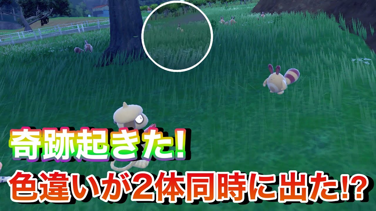 【神回】突然の奇跡に脳がバグる！色違いオタチ2体同時沸き！