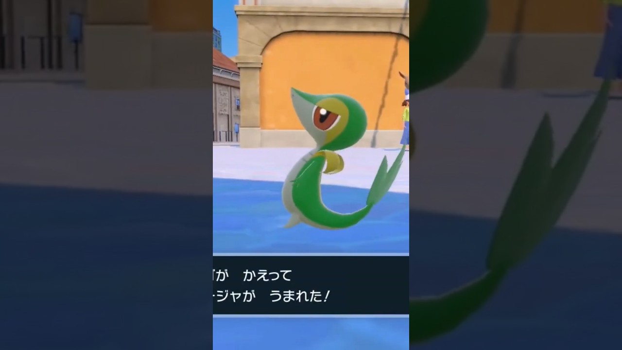 ツタージャです